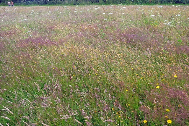 07 07 16_8653_edited-2.jpg - GOLDEN GRASSES - BALLARD DOWN - JURASSIC COAST - ISLE OF PURBECK, DORSET - 7.7.16